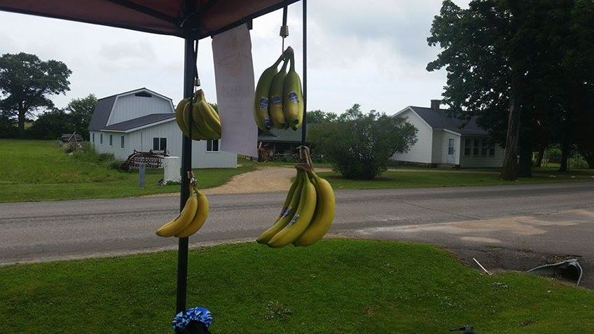 %_tempFileNameHanging%20bananas%