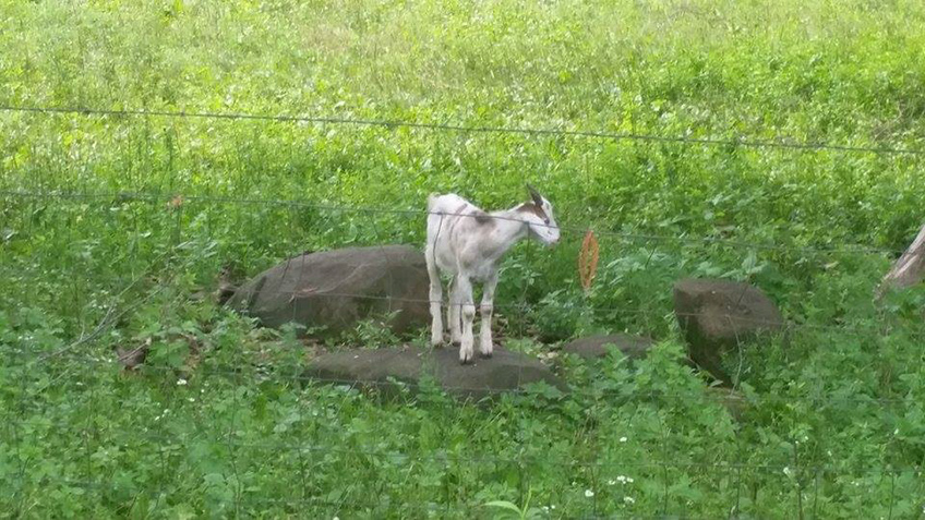 %_tempFileNamegoat%
