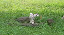 %_tempFileNamegoat%